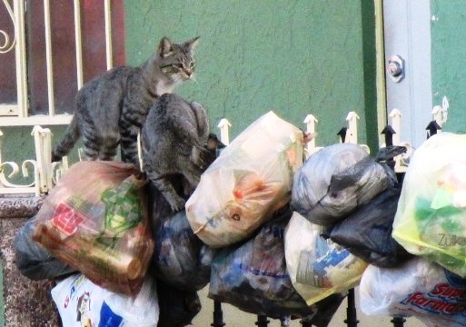 15-perf-gato-basura